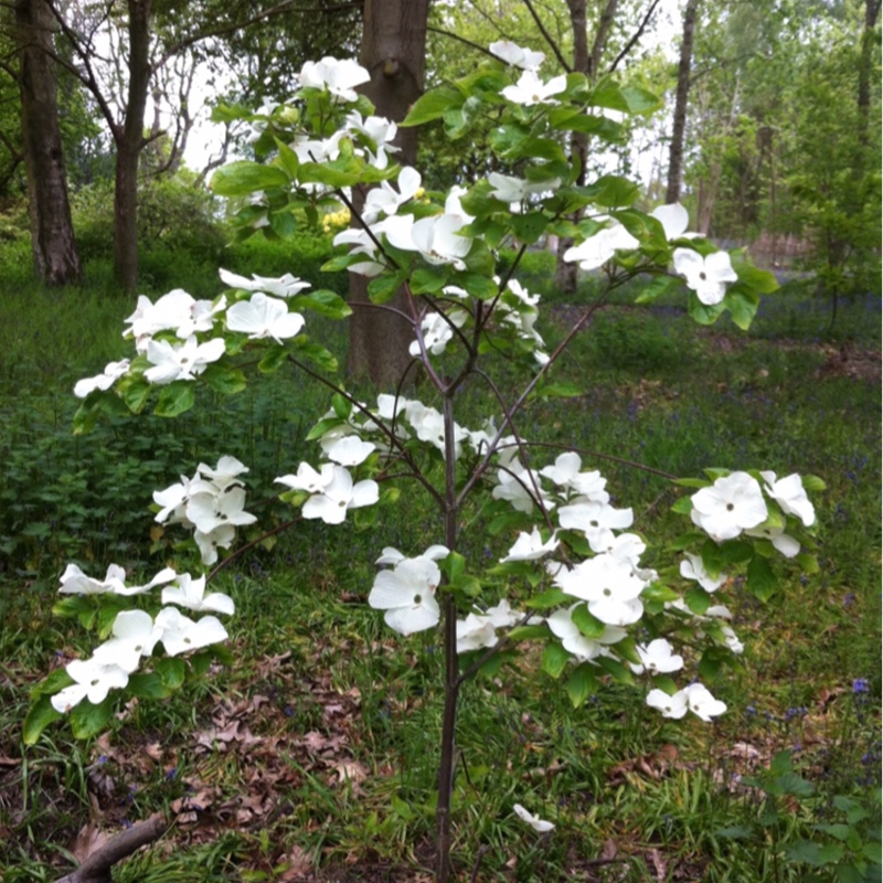 Plant image Cornus kousa 'Eddie's White Wonder'