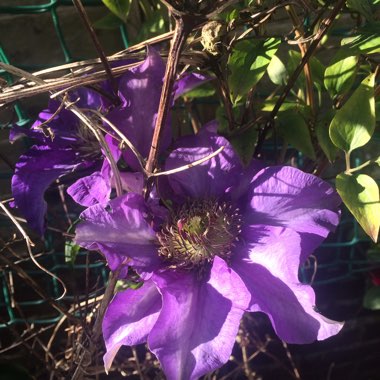 Clematis