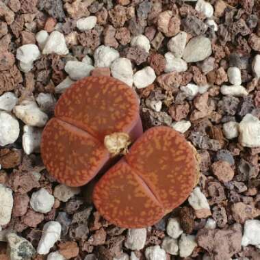 Lithops Lesliei