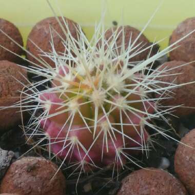 Echinocactus Grusonii