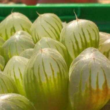 Haworthia Cymbiformis