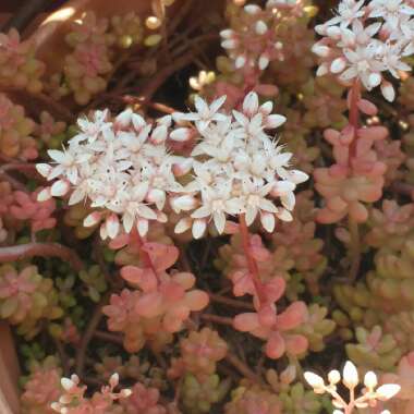 Sedum Acre