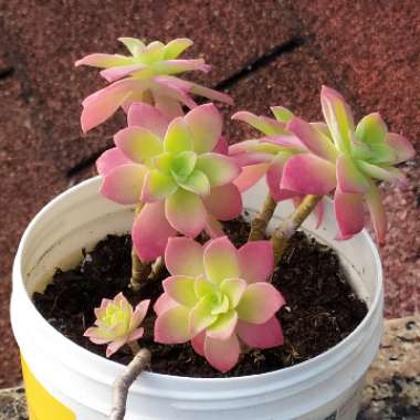 Sedum Palmeri