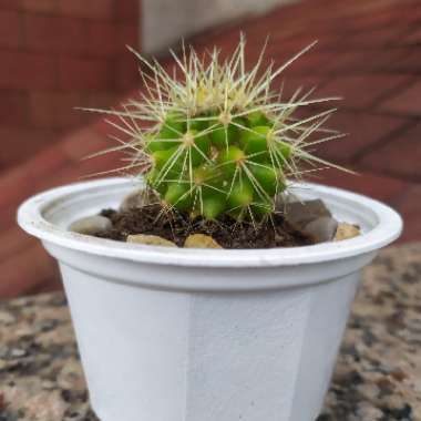 Echinocactus Grusonii