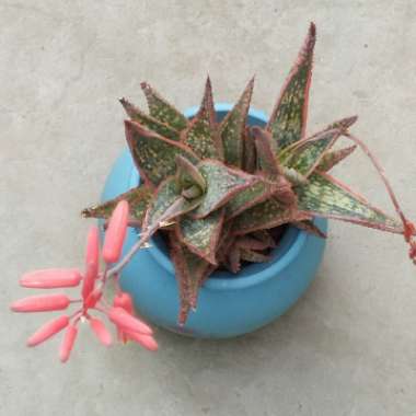 Aloe