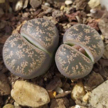 Lithops