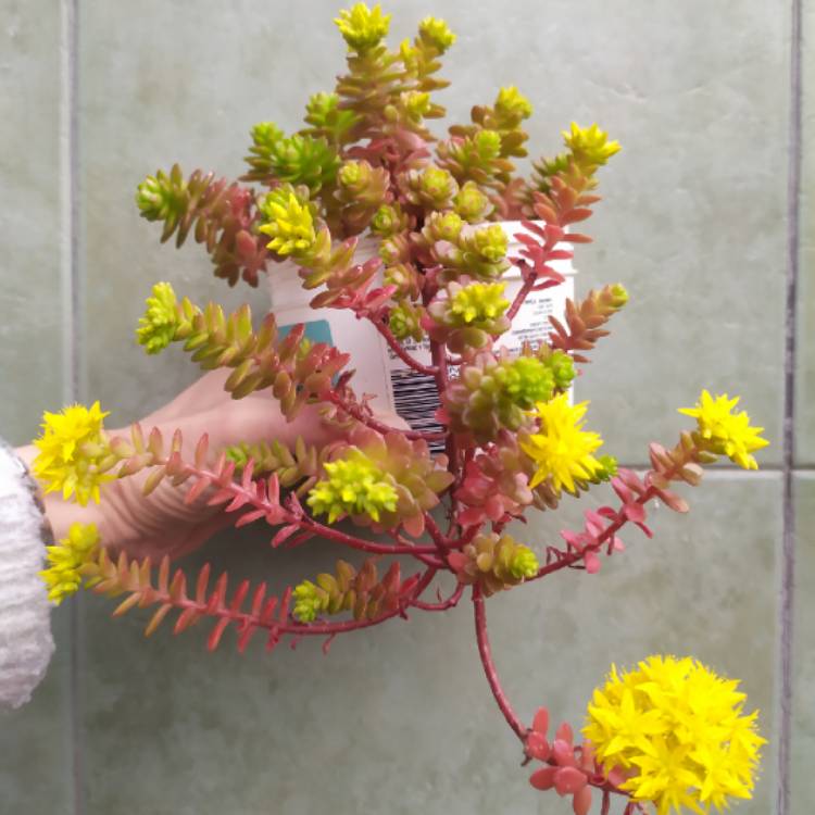 Plant image Sedum luteoviride