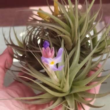 Airplant