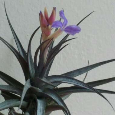 Tillandsia