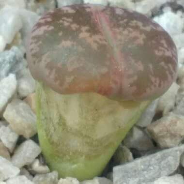 Lithops