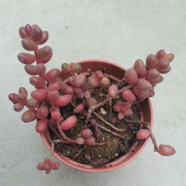 Sedum Stahlii