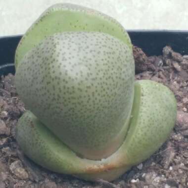 Pleiospilos nelii