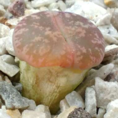 Lithops