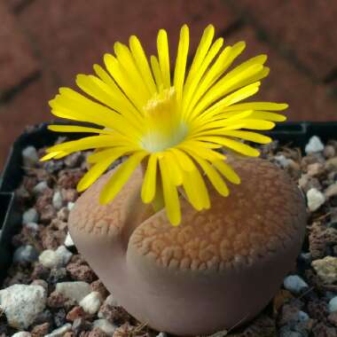 Lithops Lesliei