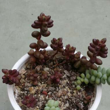 Sedum Stahlii