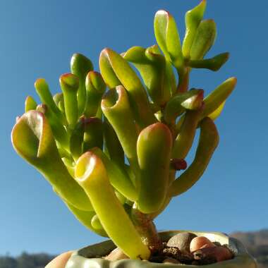 Crassula ovata 'Gollum'