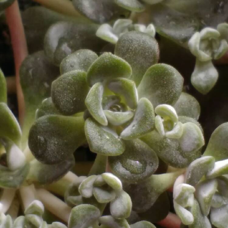 plant image 961565