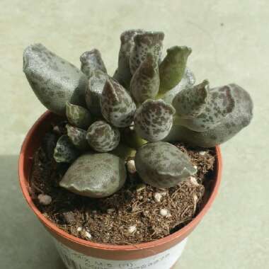 Adromischus cooperi