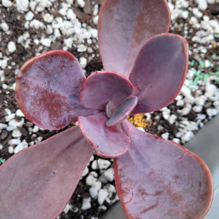 Plant image x Pachyveria Myrtilla