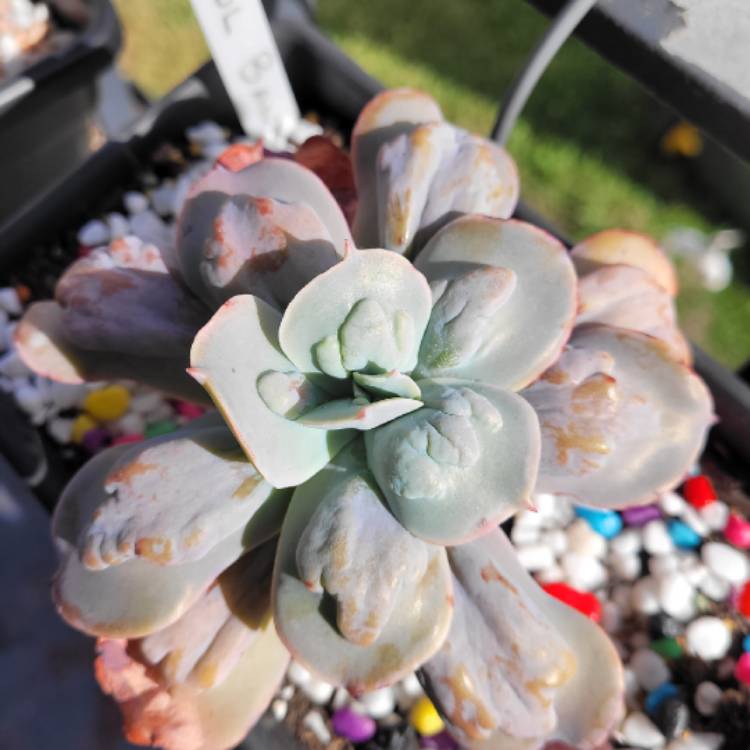 Plant image Echeveria Paul Bunyan