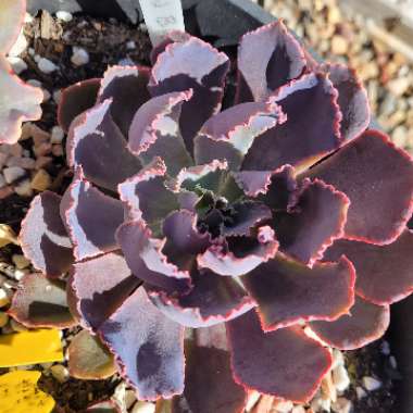 Echeveria 'Neon Breakers'