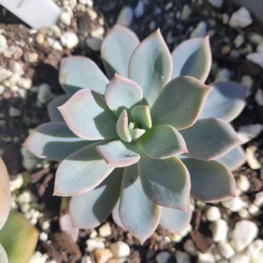 Echeveria 'Prunella'