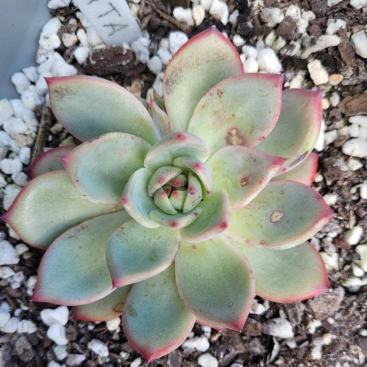 Plant image Echeveria Colorata