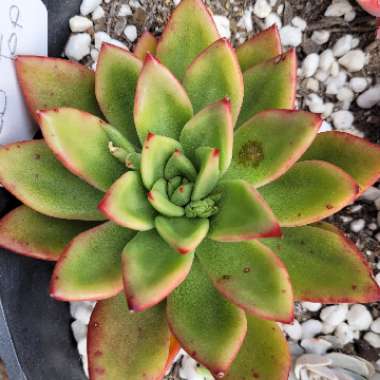 Echeveria 'Agavoides Red Top'