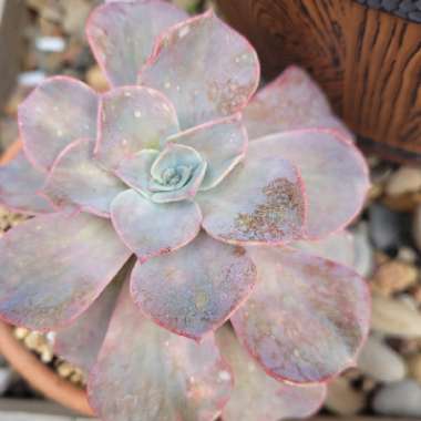 Graptoveria 'Coconut Ice'