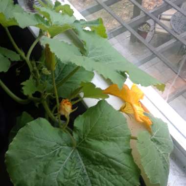 Pumpkin 'White Ghost'