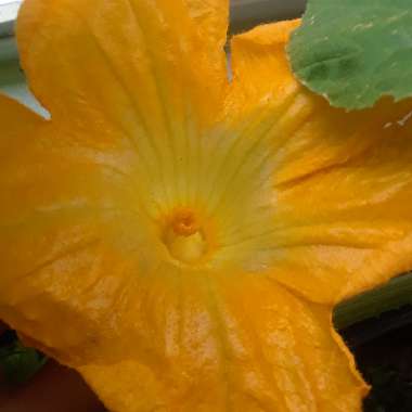 Pumpkin 'White Ghost'