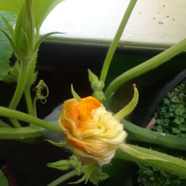 Pumpkin 'White Ghost'