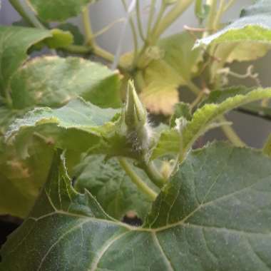 Pumpkin 'White Ghost'