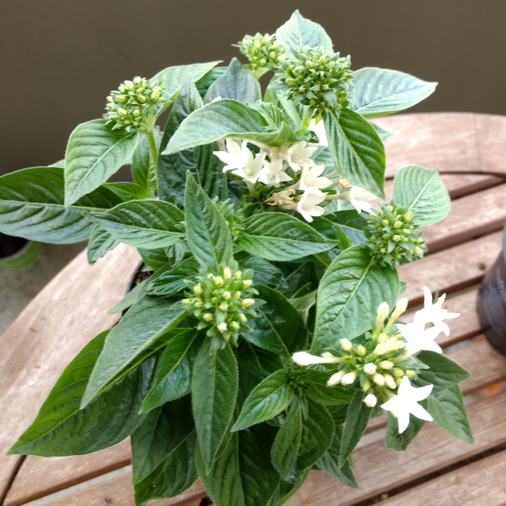 Plant image Pentas lanceolata 'Starcluster White'