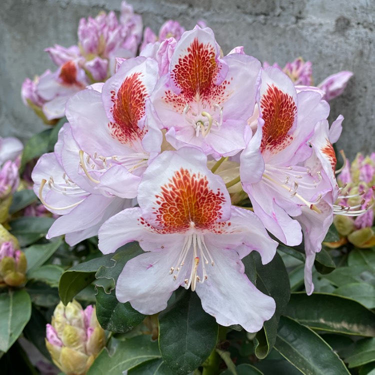 Plant image Rhododendron 'Madame Masson'