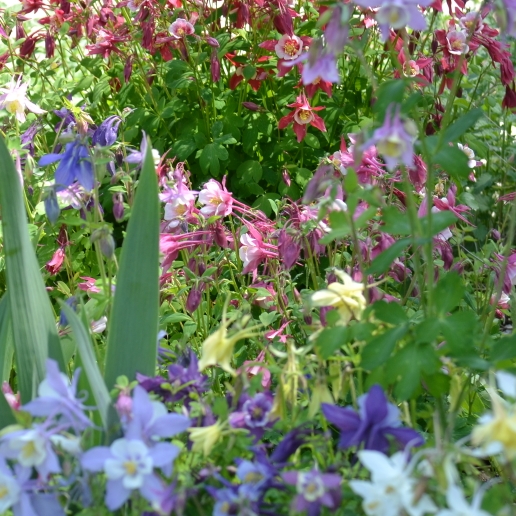 Plant image Aquilegia  'Origami Pink and White'