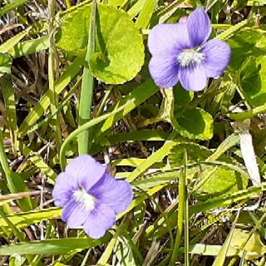 Viola palustris