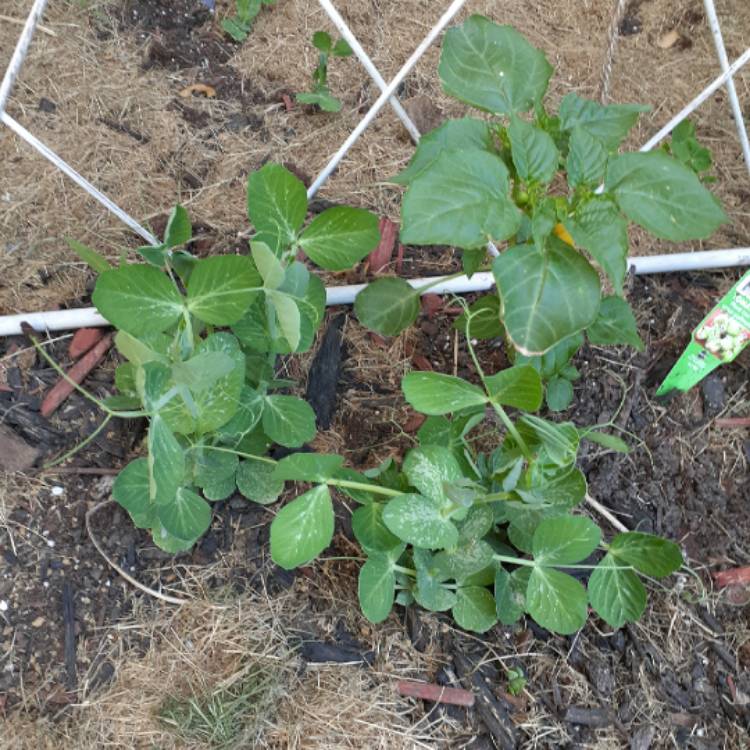 Plant image Physalis philadelphica 'Verde'