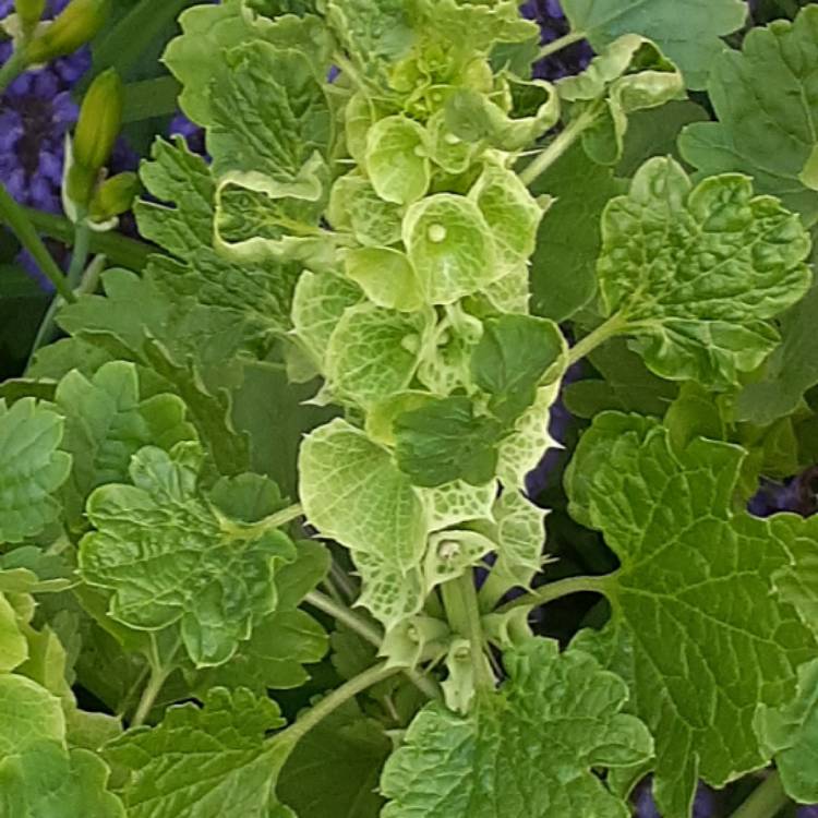 Plant image Moluccella laevis