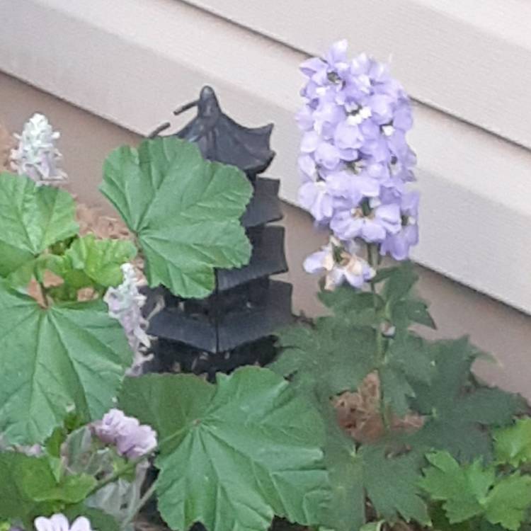 Plant image Delphinium 'Blue Dawn'