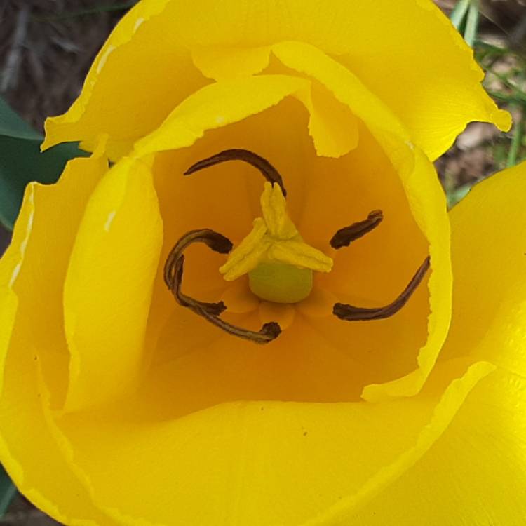 Plant image Tulipa gesneriana 'Lutea'