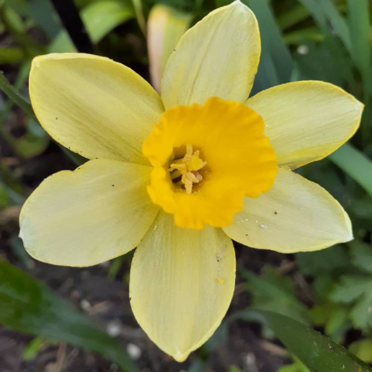 Plant image Narcissus 'Fidelity'