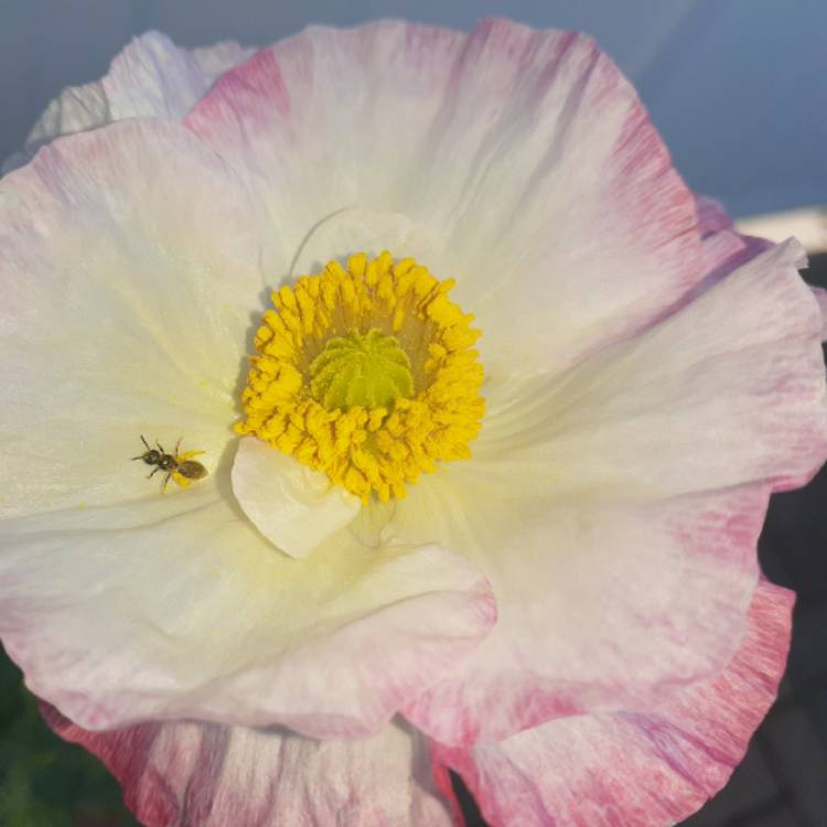 Plant image Anemone coronaria de caen 'The Bride'