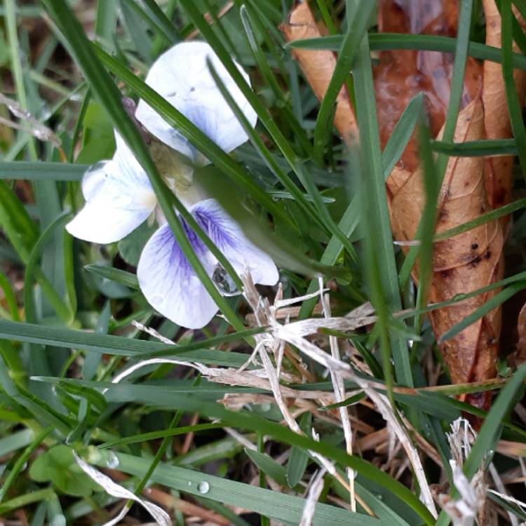 Plant image Viola Odorata 'St Helena'