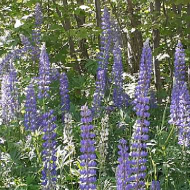 Wild lupine