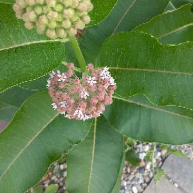 Common Milkweed