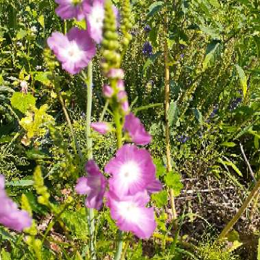 Prairie Mallow 'Party Girl'