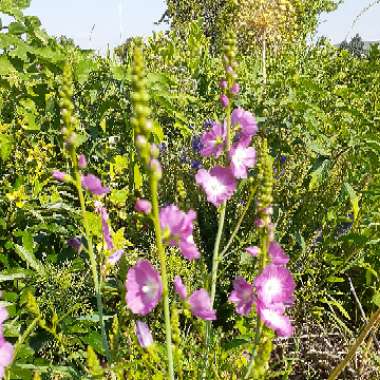 Prairie Mallow 'Party Girl'