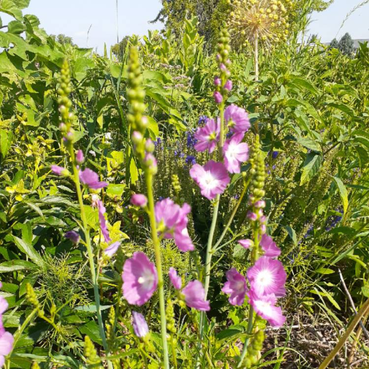 Plant image Sidalcea hybrida 'Party Girl'