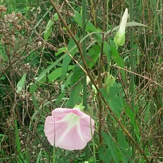 Plant image Ipomoea Purpurea 'Pink Star'